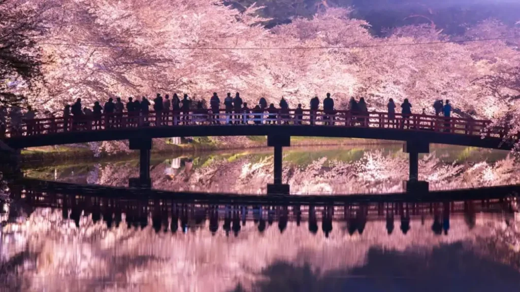 Yozakura at Hirosaki Park, Aomori. Image source by Rakuten.