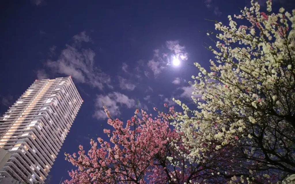 cherry blossom festivals, where the grounds are illuminated at night, creating a magical atmosphere