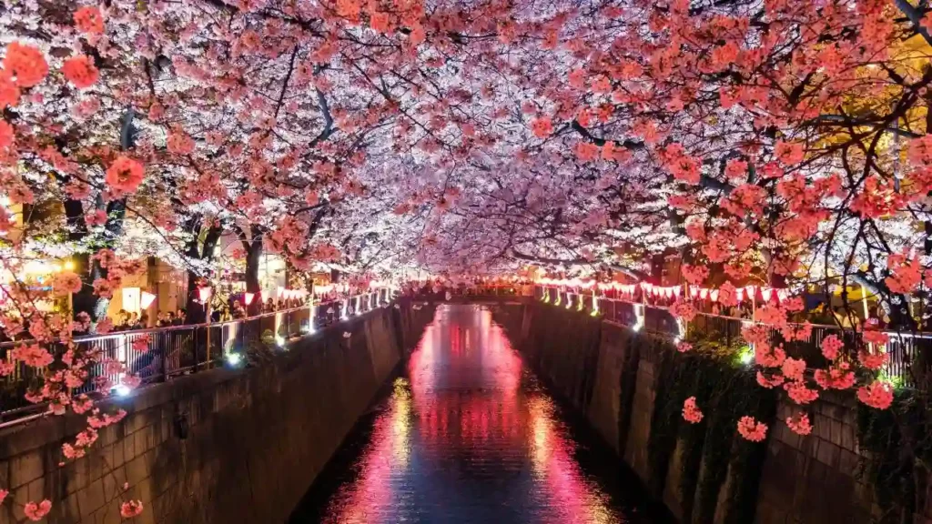 Yozakura, or night cherry blossoms, is a stunning spectacle where cherry blossoms are illuminated by various lighting sources, from traditional lanterns to modern LED lights.