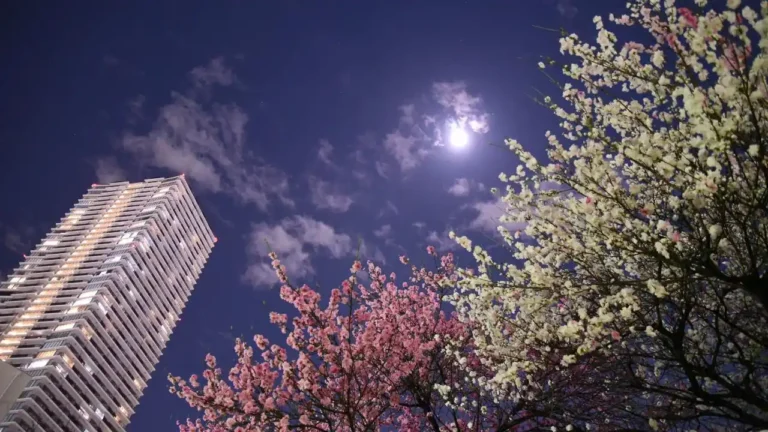 Discover the enchanting Yozakura in Japan, where illuminated Sakura / Cherry Blossom create a mesmerizing night-time experience. Find out more here!